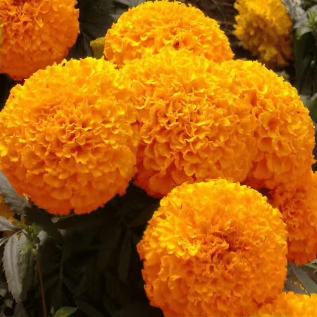 marigold seeds 1KG