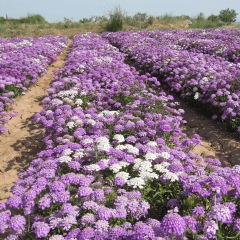 Iberis amara seeds 1KG