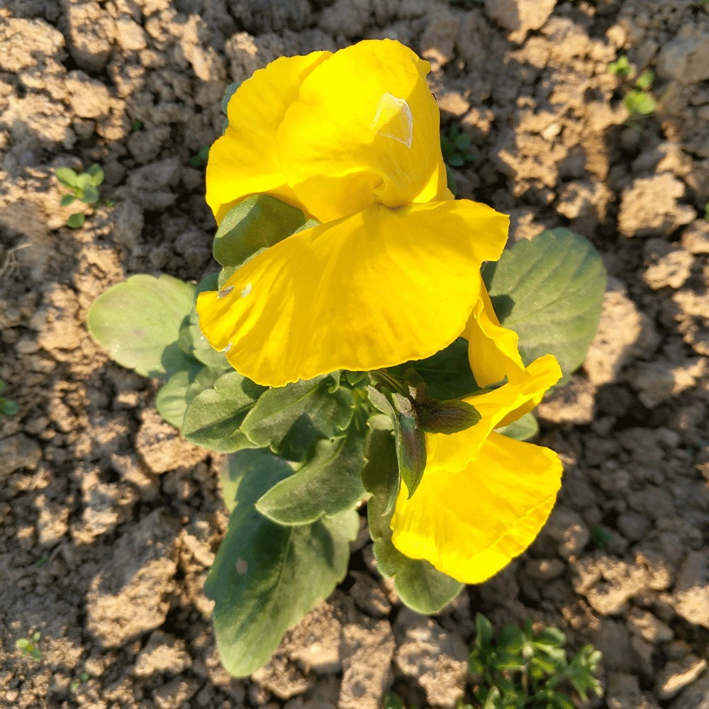 pansy seeds 1KG