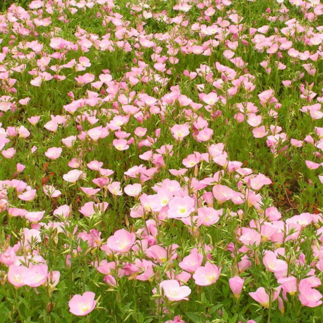 evening primrose seeds 1KG