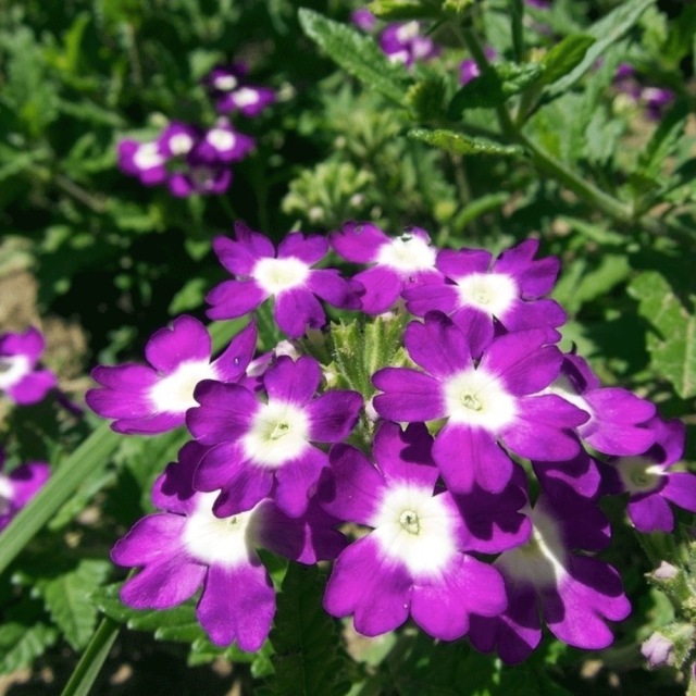 Verbena hybrida seeds 1kg