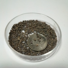 Salvia splendens seeds 1KG