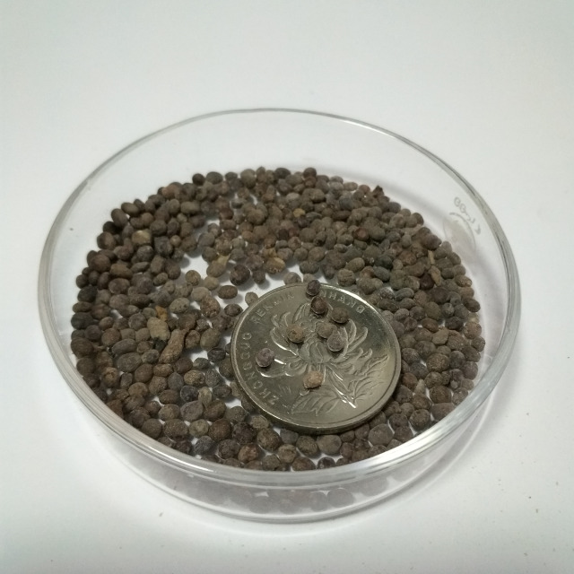 Salvia splendens seeds 1KG