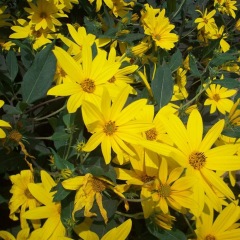 Heliopsis helianthoides seeds 1kg