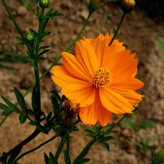 Tall Cosmos sulphurens seeds 1KG