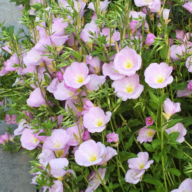 evening primrose seeds 1KG