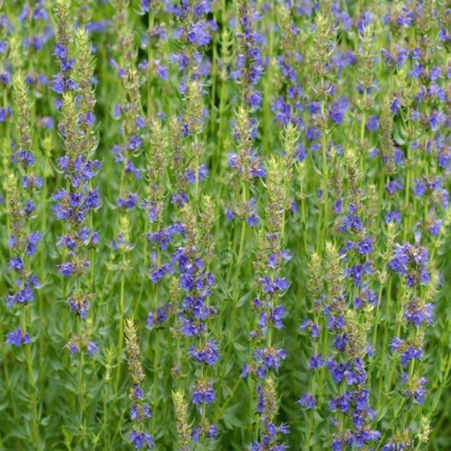 Hyssopus officinalis seeds 1KG