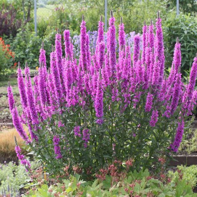 Lythrum salicaria seeds 1kg