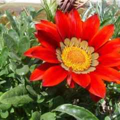 Gazania splendens seeds 1KG