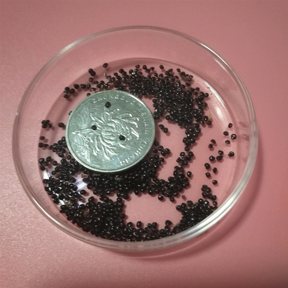 cockscomb seeds 1kg