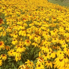 Rudbeckia hirta seeds 1kg