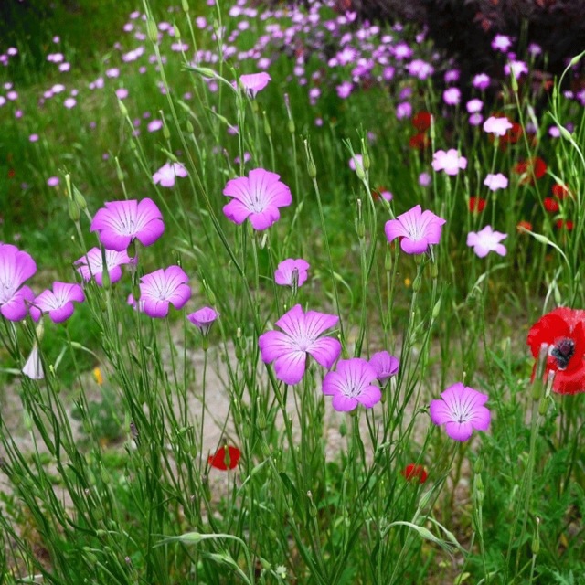 Agrostemma githago seeds 1KG