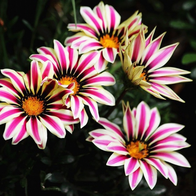Gazania splendens seeds 1KG