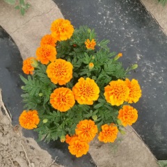 French marigold seeds 1KG