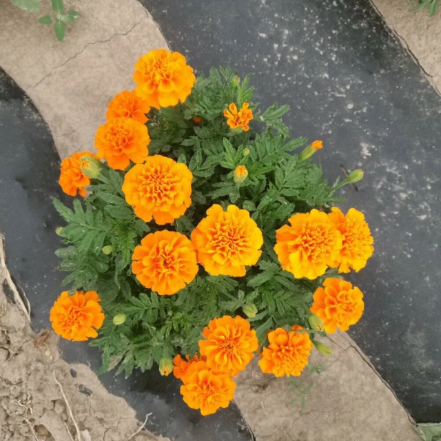 French marigold seeds 1KG