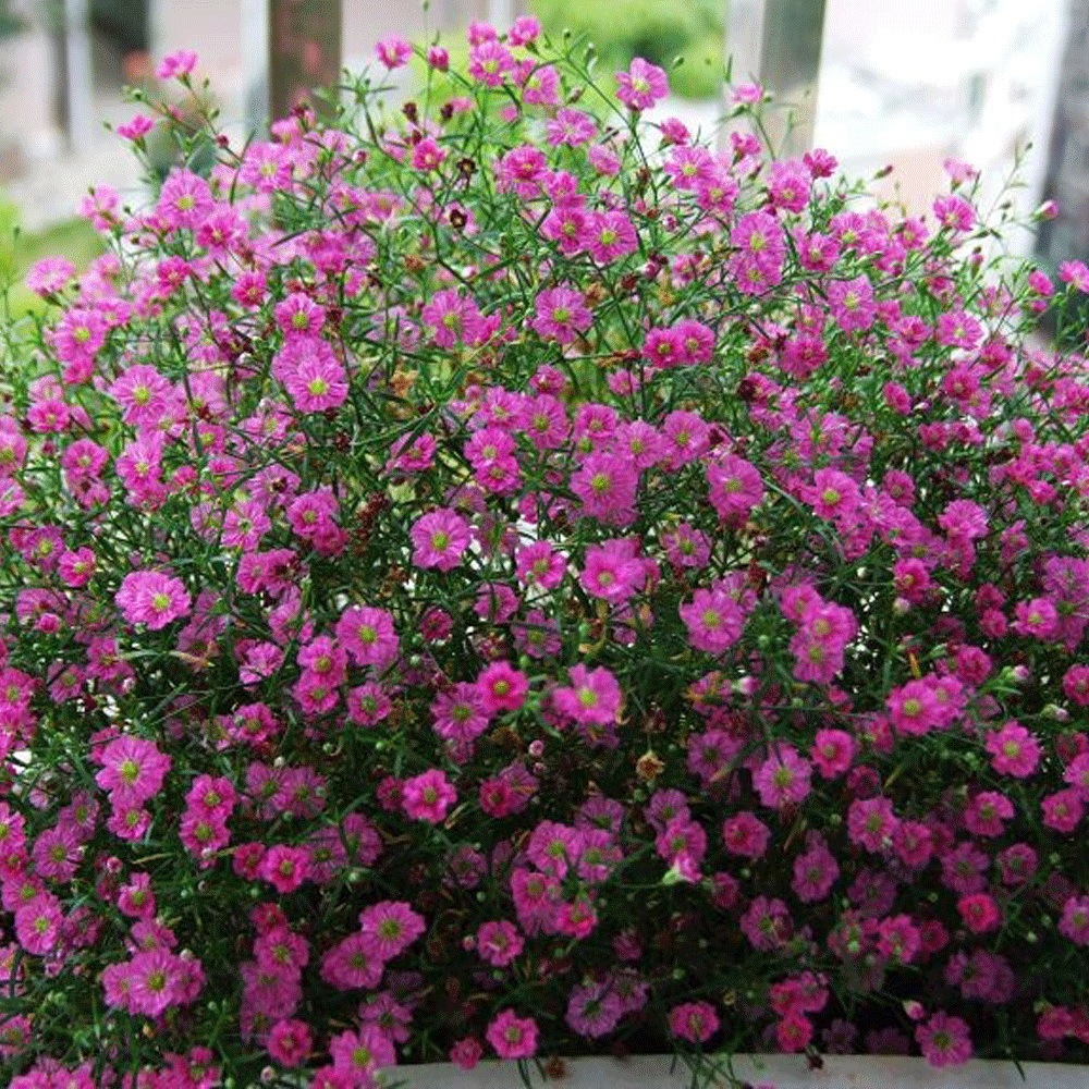babysbreath seeds 1KG