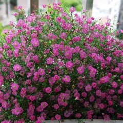 babysbreath seeds 1KG