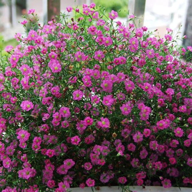 babysbreath seeds 1KG