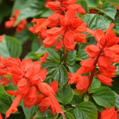Salvia splendens seeds 1KG