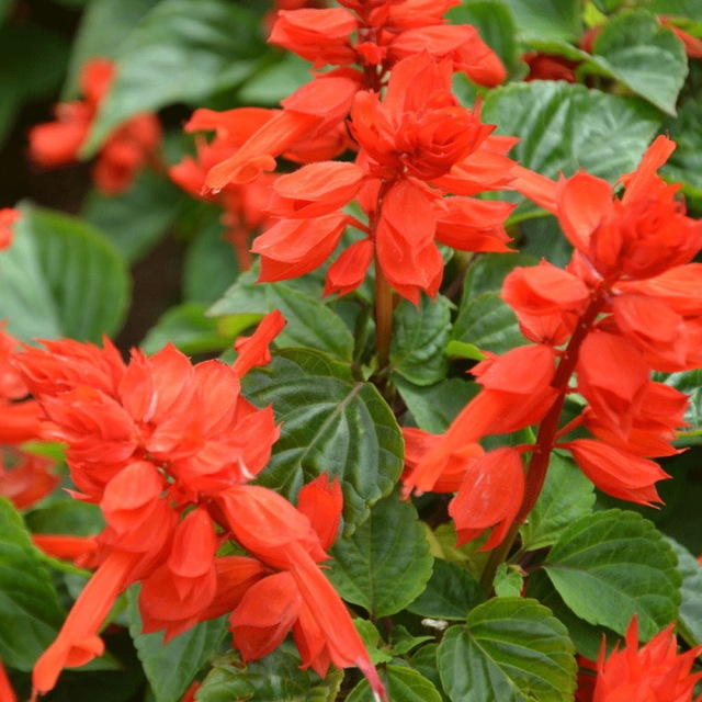 Salvia splendens seeds 1KG