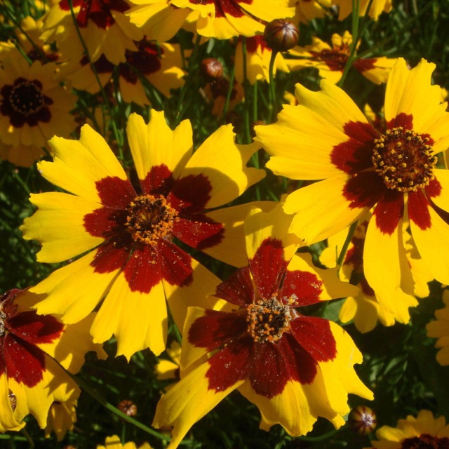 Sanvitalia procumbens seeds 1KG