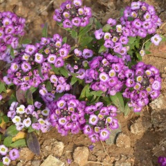 Lobularia maritima seeds/sweet alyssum seeds 1KG