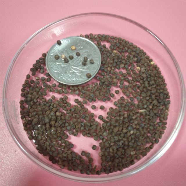 Cleome spinosa seeds 1KG