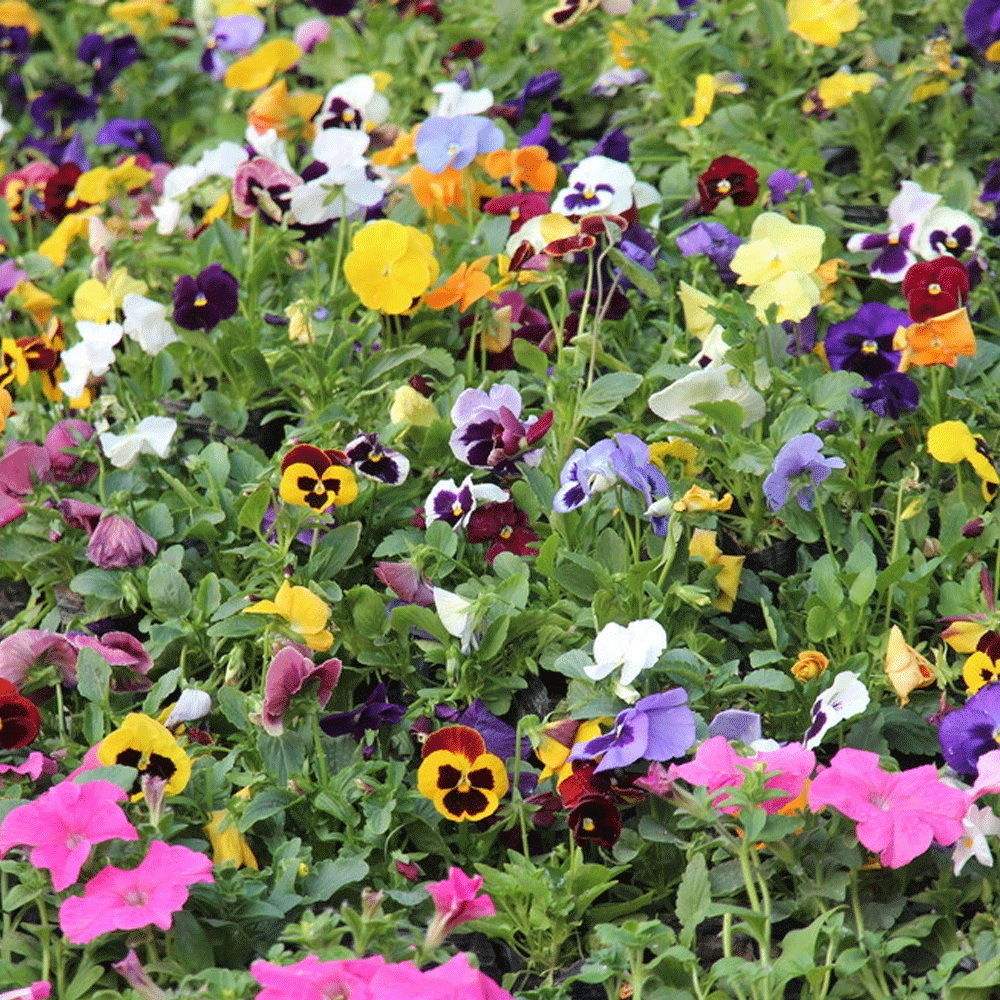 pansy seeds 1KG