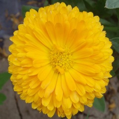 Calendula officinalis seeds 1kg