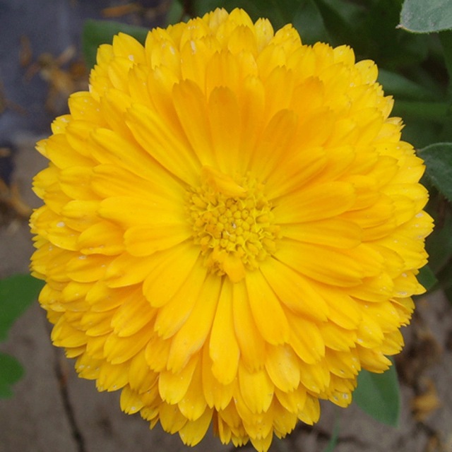 Calendula officinalis seeds 1kg