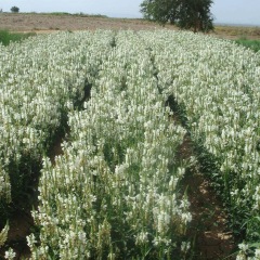 Physostegia virginiana seeds 1kg