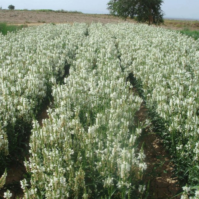 Physostegia virginiana seeds 1kg