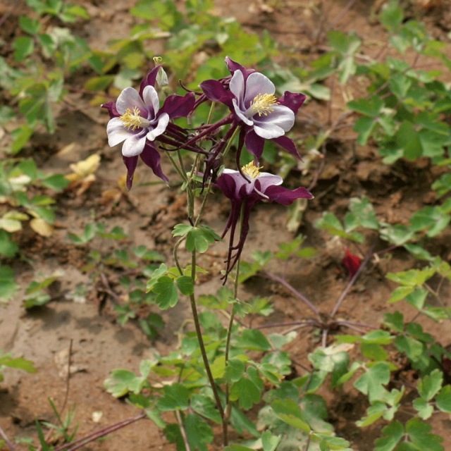 Aquilegia caerulea seeds 1KG