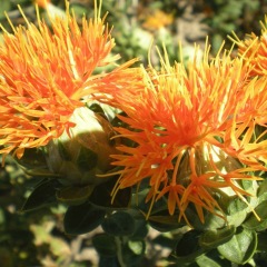 Carthamus tinctorius seeds 1kg