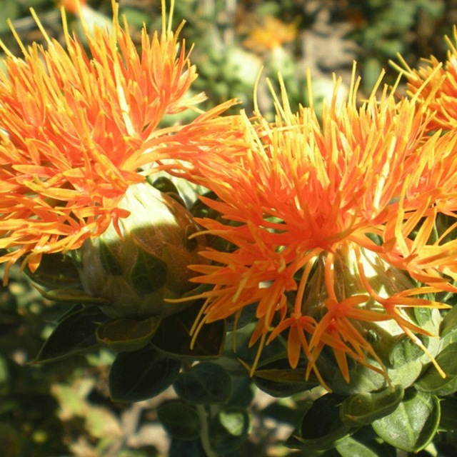 Carthamus tinctorius seeds 1kg