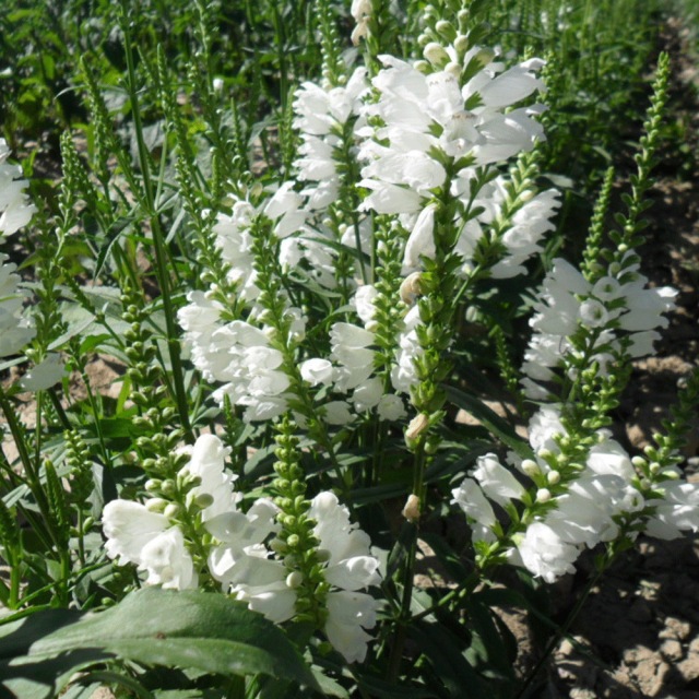 Physostegia virginiana seeds 1kg
