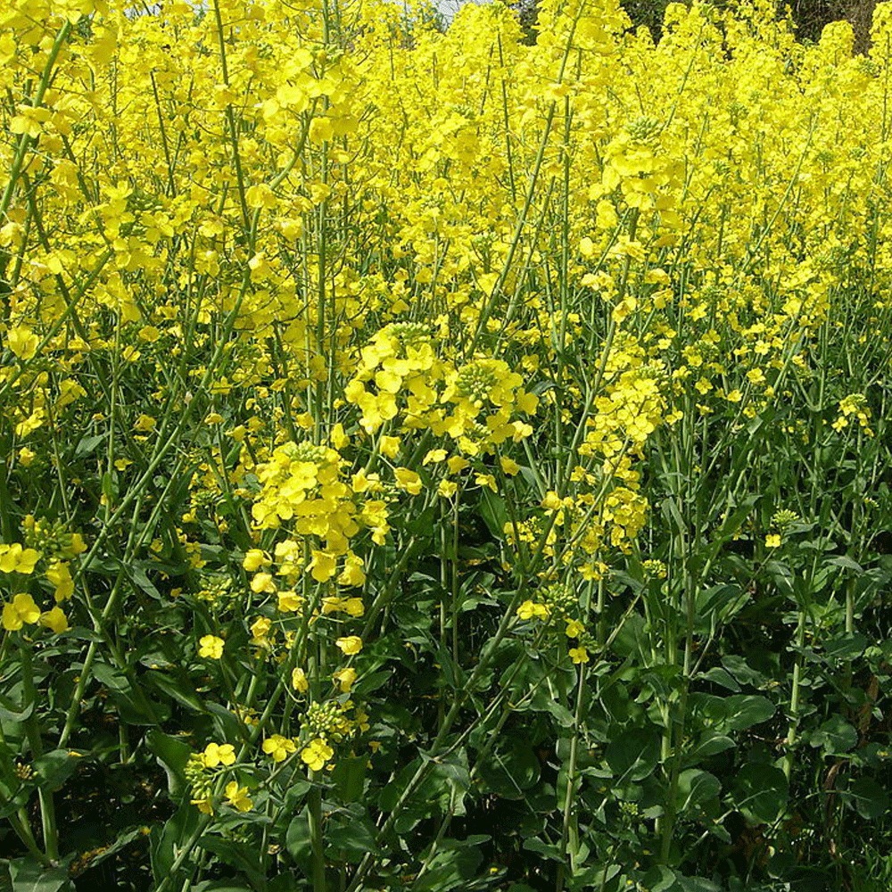 Brassica campestris seeds 1kg