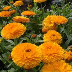 Calendula officinalis seeds 1kg