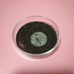 Nepeta angustifolia seeds 1kg