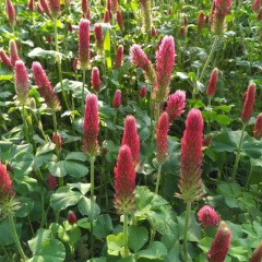 Trifolium incarnatum seeds 1kg