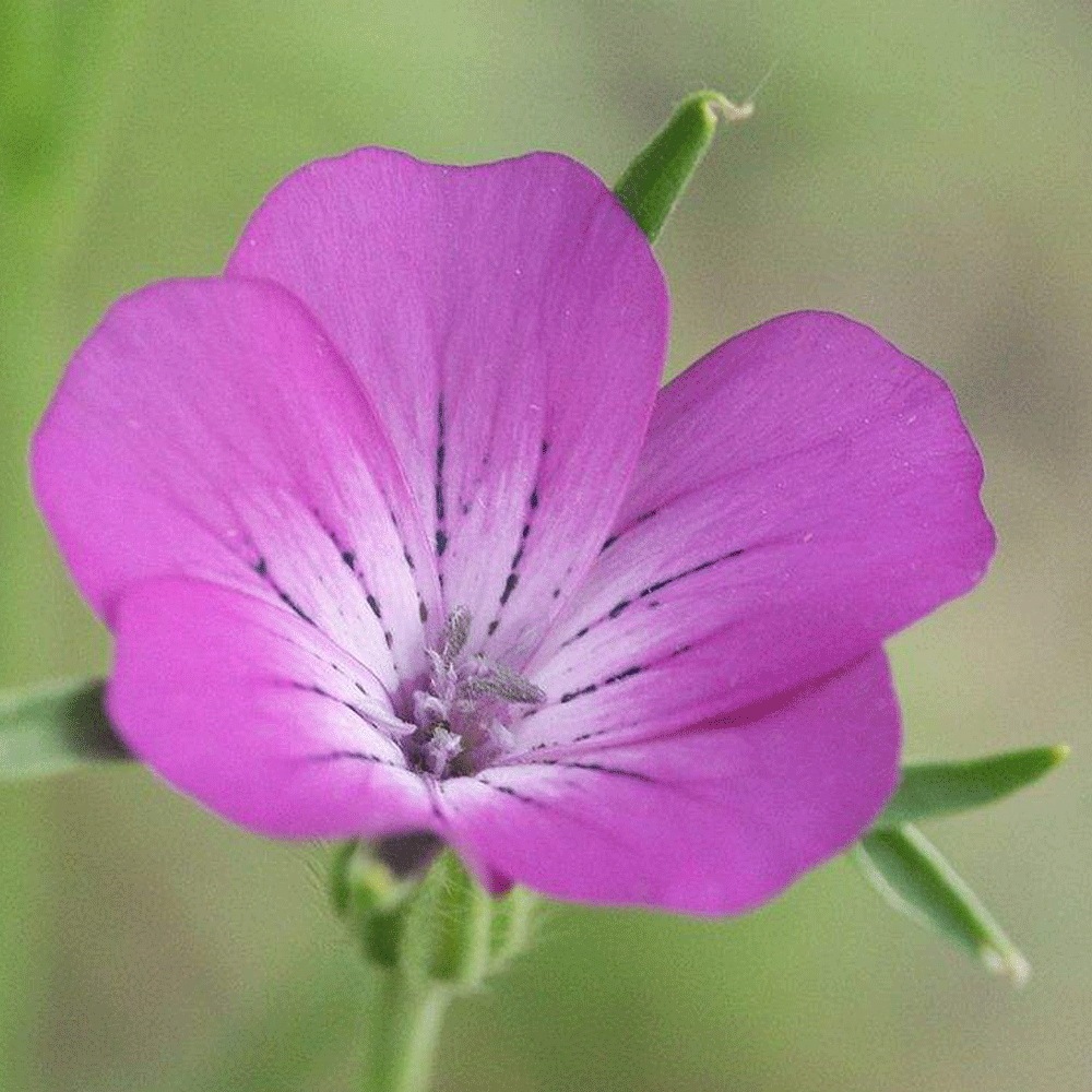Agrostemma githago seeds 1KG