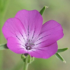 Agrostemma githago seeds 1KG