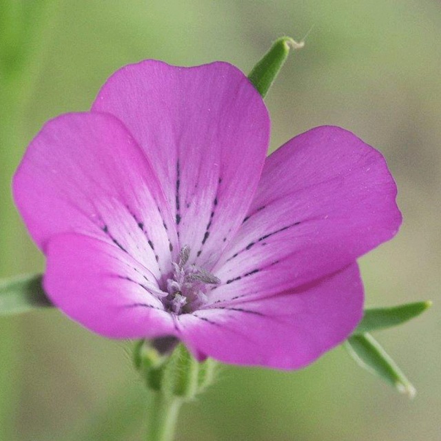 Agrostemma githago seeds 1KG