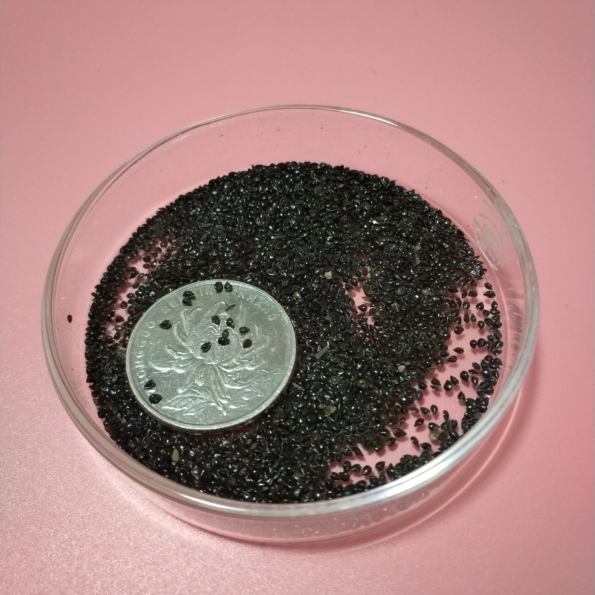 Myosotis sylvatica seeds 1KG