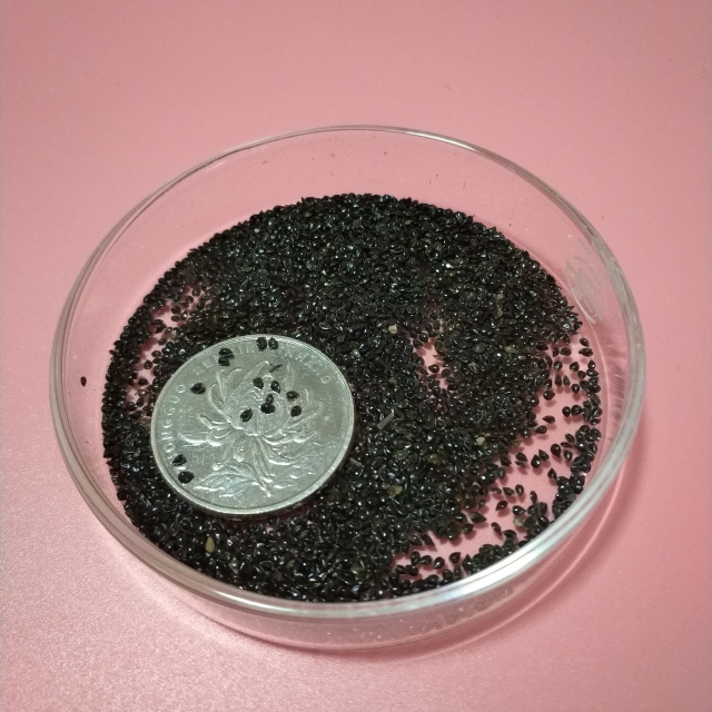 Myosotis sylvatica seeds 1KG