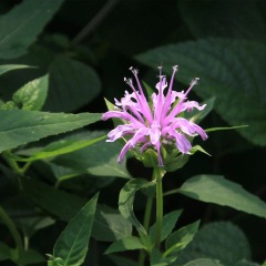 Monarda didyma seeds 1kg