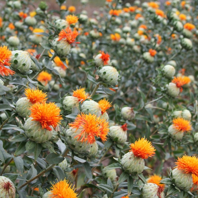 Carthamus tinctorius seeds 1kg