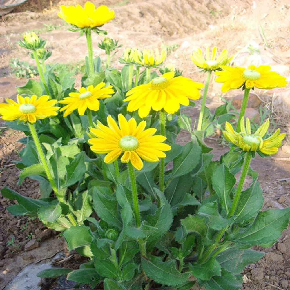 Rudbeckia hirta Gloriosa seeds 1kg