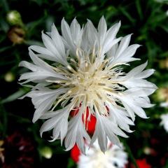 cornflower seeds 1kg