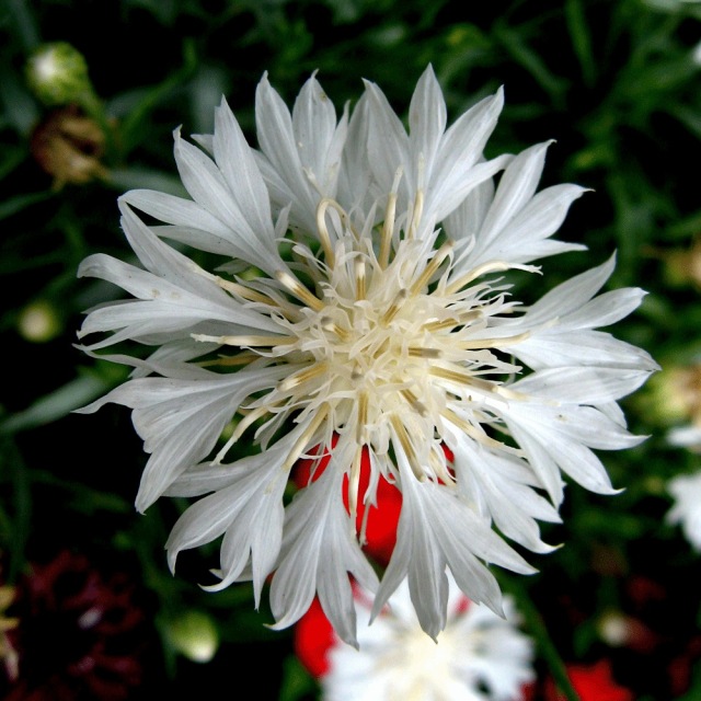 cornflower seeds 1kg